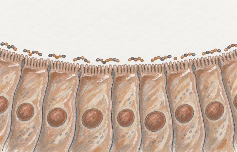 Painted intestinal epithelial cells with a magnified brush border along the surface